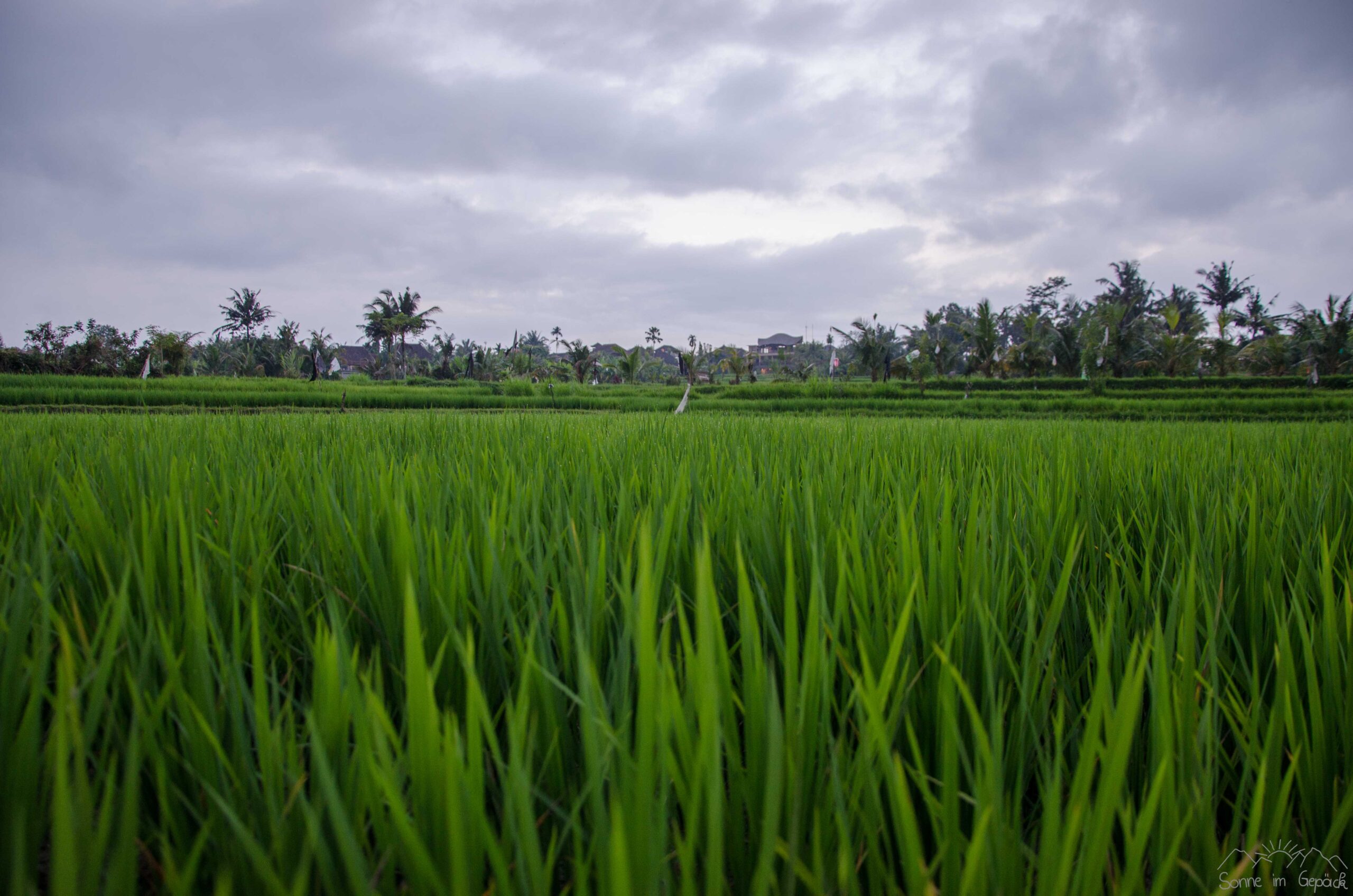 Die schönsten Spaziergänge in Ubud – Bali auf leisen Sohlen entdecken