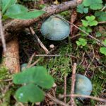 Bläulinge im Waldboden.