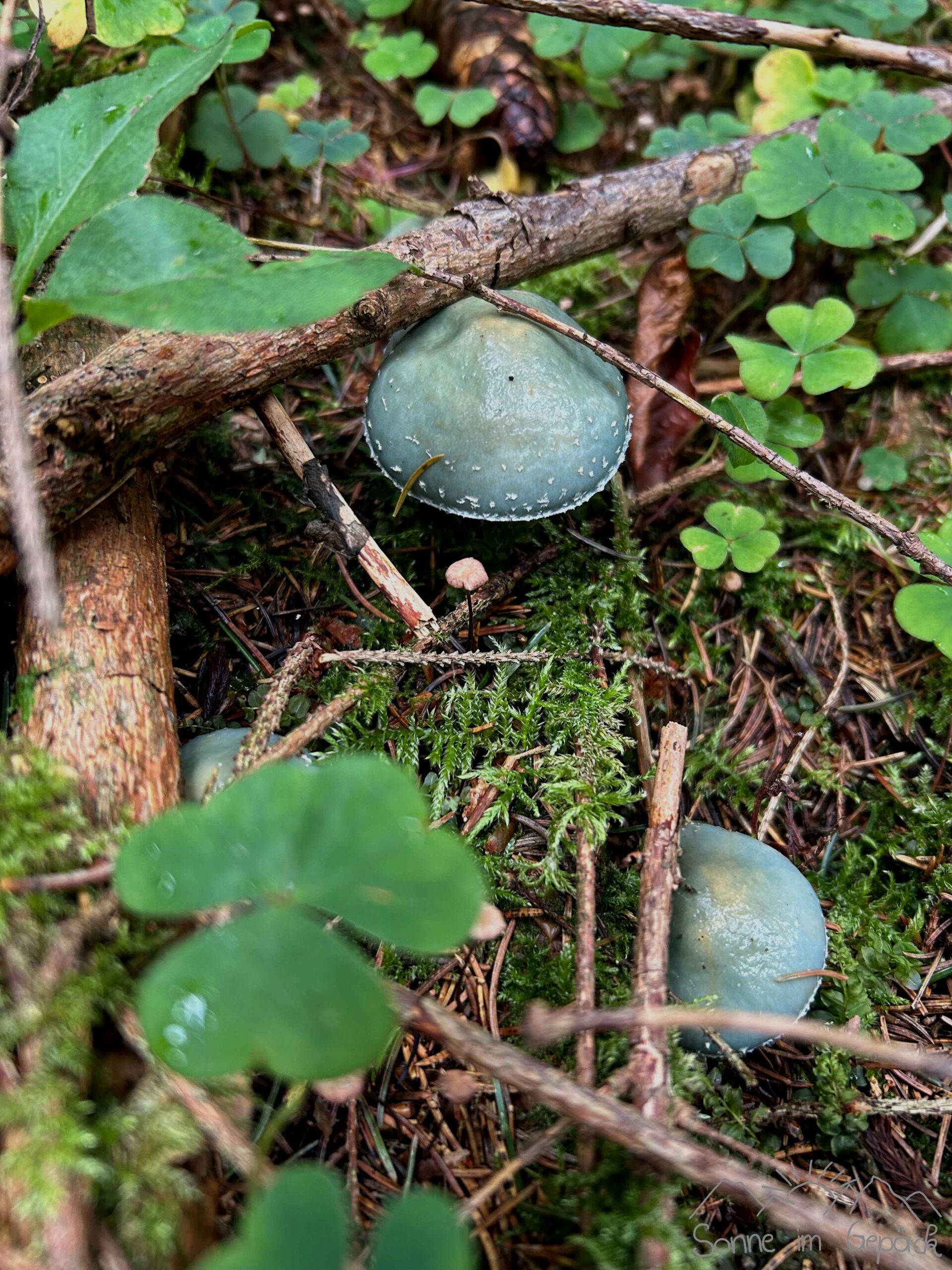 Bläulinge im Waldboden.