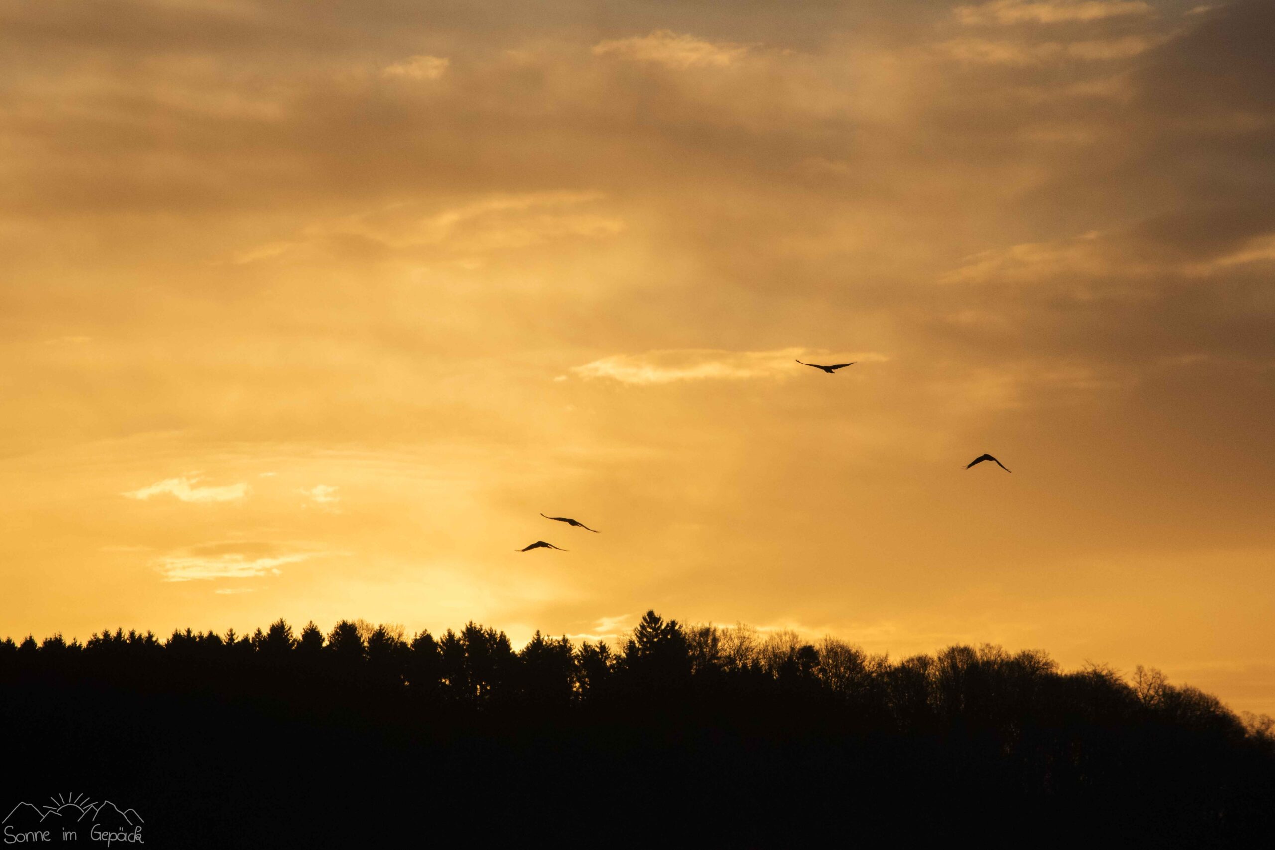 Vögel am Himmel bei Sonnenaufgang