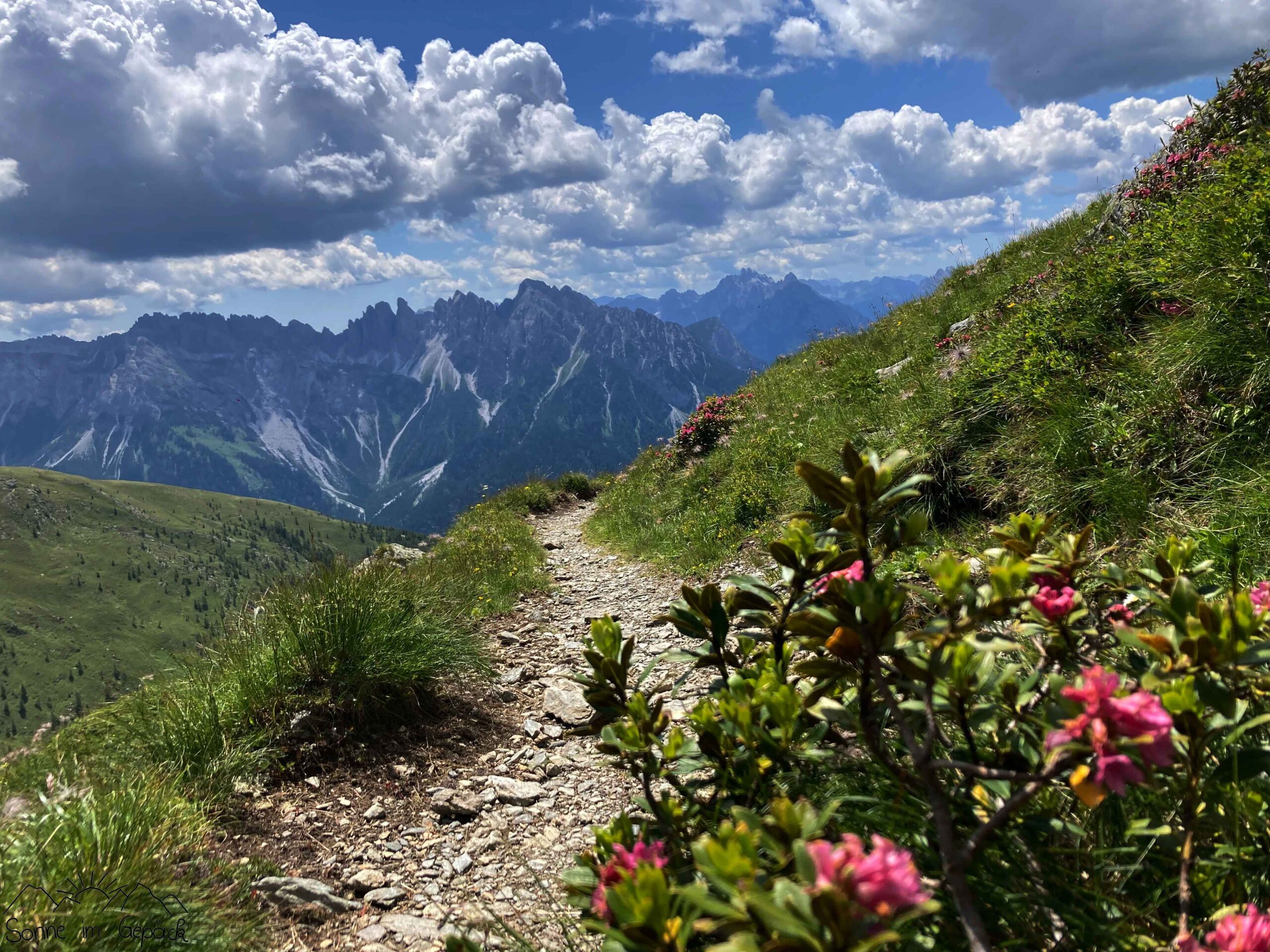 Panorama mit Almrausch.