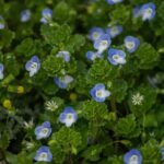 Nahaufnahme bunte Blüten.