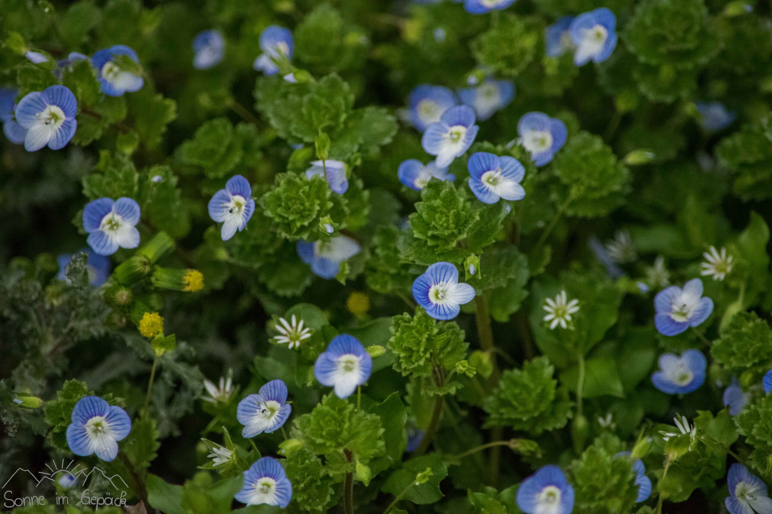 Nahaufnahme bunte Blüten.