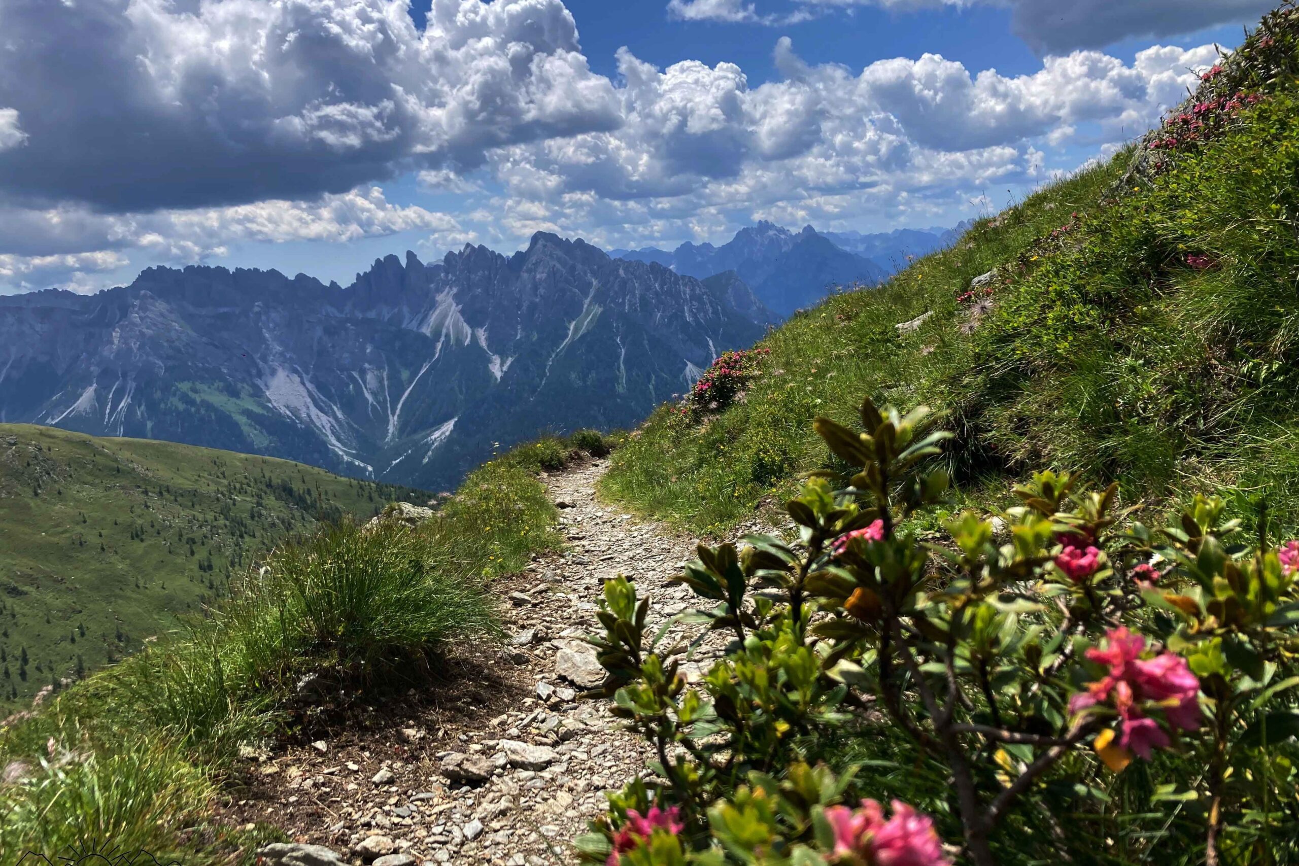 Panorama mit Almrausch.