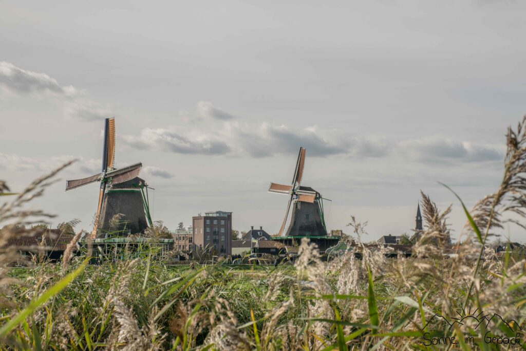 Windmühlen mit Schilf im Vordergrund.