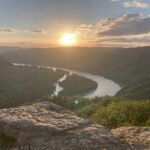 Donauschlinge mit untergehender Sonne.